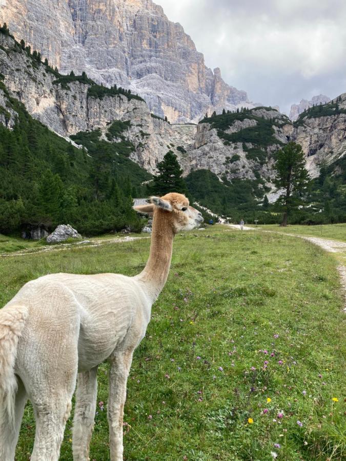 Appartamento A San Cassiano Nel Cuore Dell'Alta Val Badia In Confortevole Residence A Pochi Passi Dalla Bidonvia Sorega Eksteriør bilde
