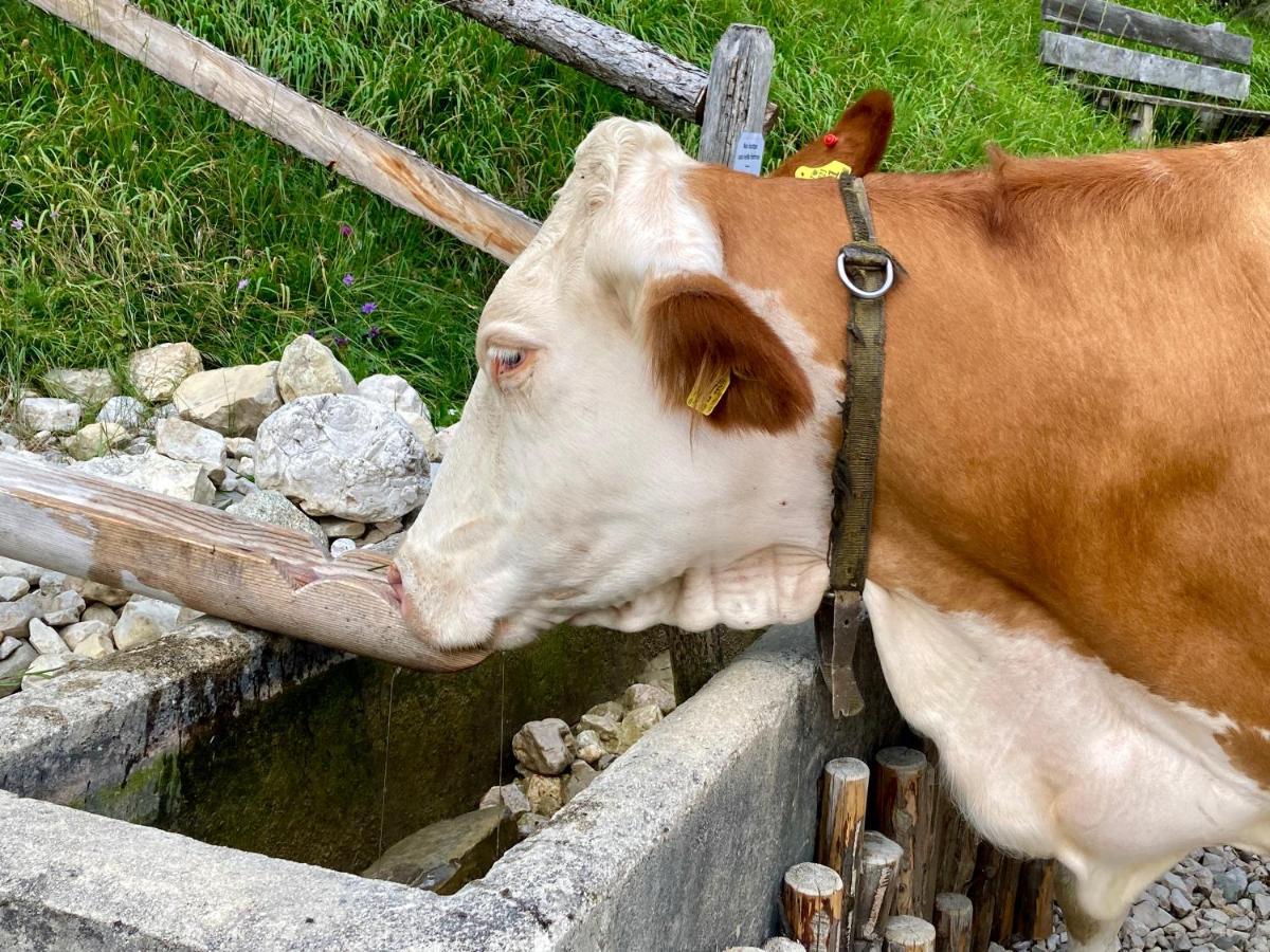 Appartamento A San Cassiano Nel Cuore Dell'Alta Val Badia In Confortevole Residence A Pochi Passi Dalla Bidonvia Sorega Eksteriør bilde
